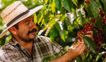 Keep Green: Revolutionizing Coffee Cultivation with Advanced Biostimulants